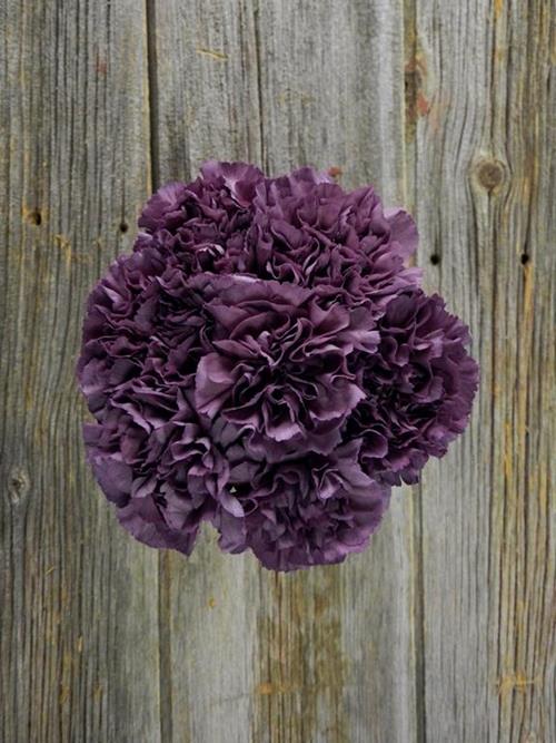 EXTASIS PURPLE CARNATIONS